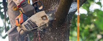 Best Tree Risk Assessment  in Coopersville, MI